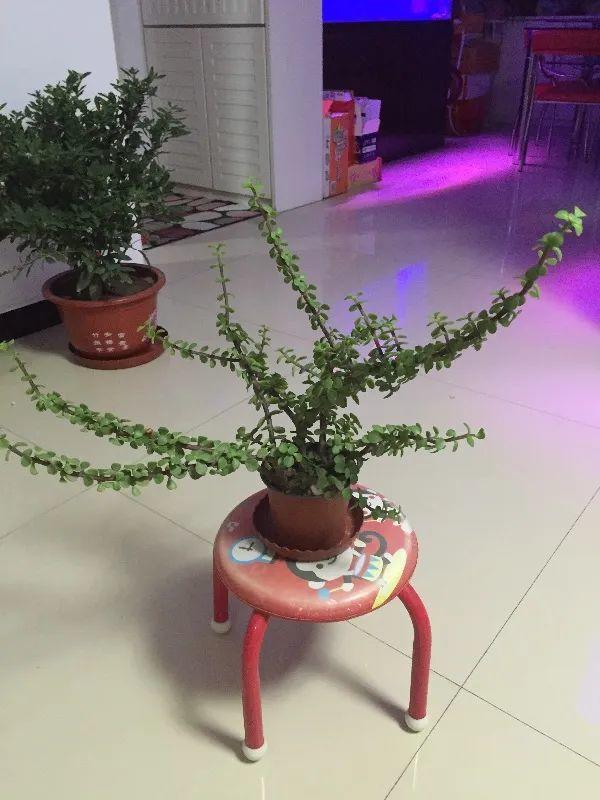 虎皮兰,红掌,吊兰养成老桩,变成大树,真壮观!