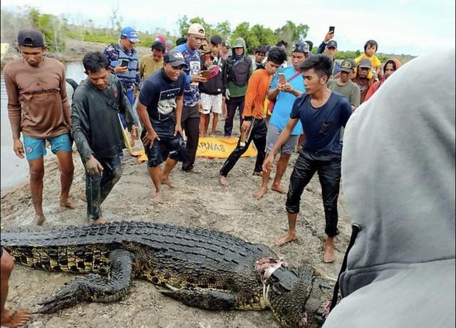 可怕!印度尼西亚捕鱼女子被鳄鱼吃掉,剖开鳄鱼肚子找到她的四肢