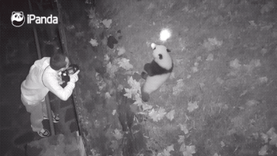 那些年被忽悠过的大熊猫