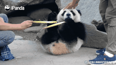 那些年被忽悠过的大熊猫