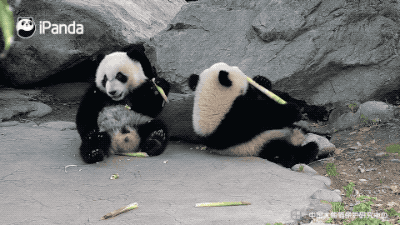 那些年被忽悠过的大熊猫