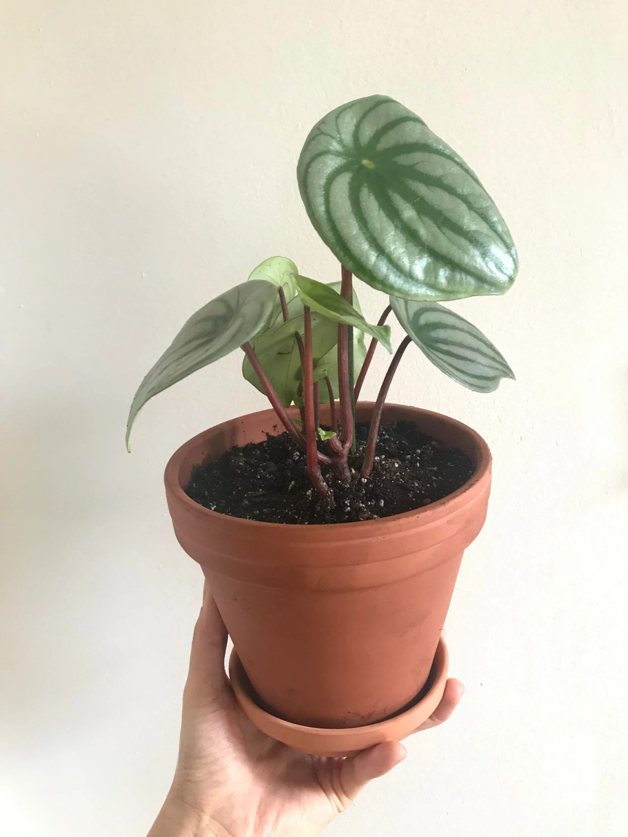 养卫生间里的10种观叶植物,4种开花植物,家里养几种就