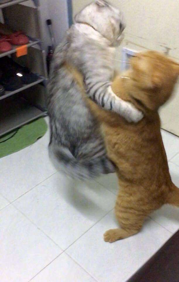 "打了猫咪一顿后,猫咪跟我记仇了48个小时"