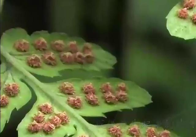 芒萁,叶子,蕨类,孢子囊,根茎