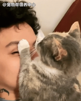 吸猫,铲屎官,猫咪,流浪猫,奇卡