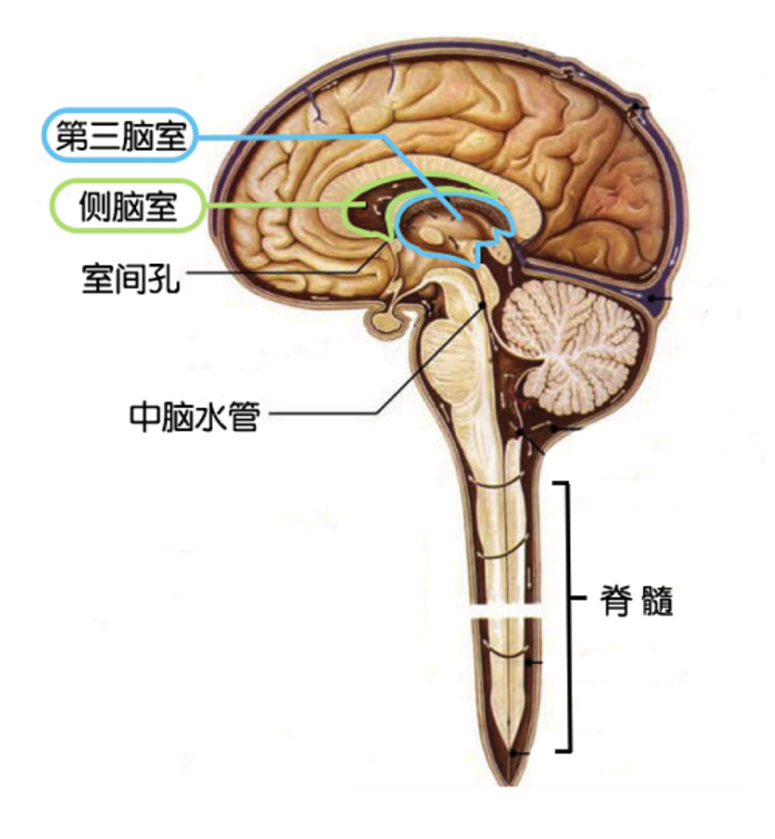 因为ct能够看到侧脑室的宽度,也能够看到三脑室和四脑室