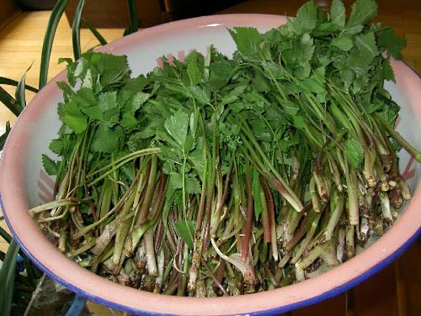 山野菜,牛毛坞镇,宽甸满族自治县,丹东,辽宁,刺嫩芽