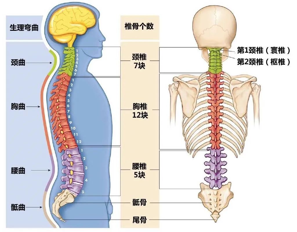 脊柱生理弯曲解剖图 从外层的肌肉来看, 腰椎段的延展需要腹部的内收