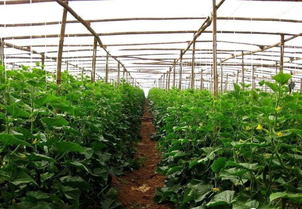 一 忌定植过密 由于温室大棚设施投入较大,蔬菜栽培时想通过提高定植