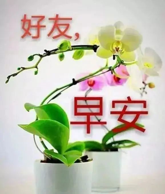 唯美,鲜花,我的朋友,安康
