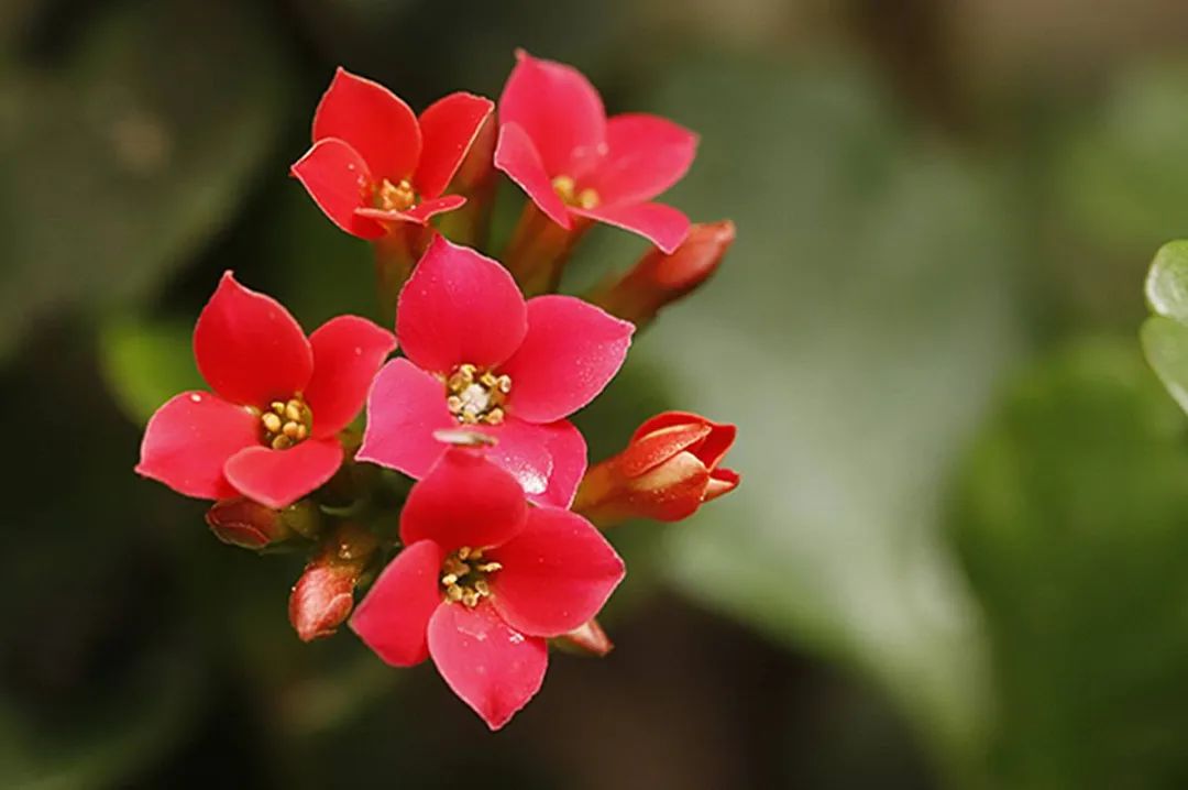 花卉摄影,寓意"福寿安康"的长寿花怎么拍?试试3个拍摄
