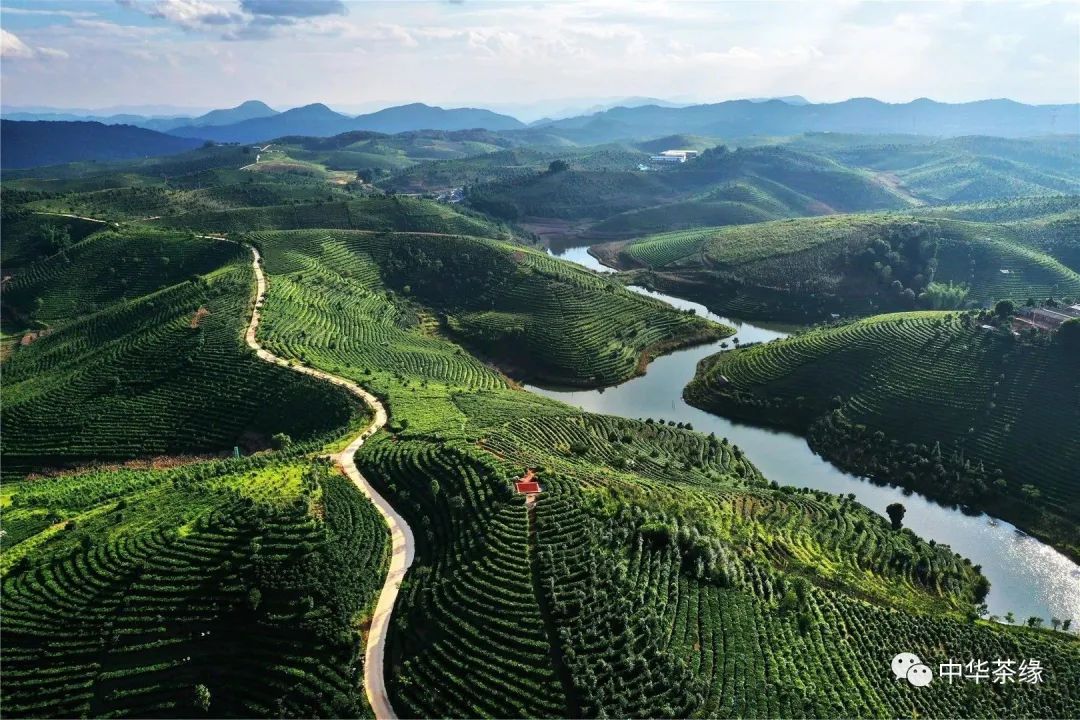 夏季避暑茶旅线路:云南西双版纳-大渡岗世界最大连片茶园一日游