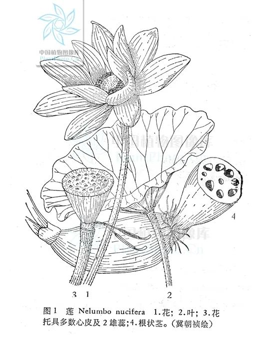 莲的各部位的形态(图片来源:中国植物图像库)
