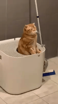 妈,有猫占着茅坑不拉屎