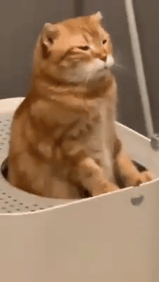 有些猫猫上厕所不走平常路,喜欢挑战高