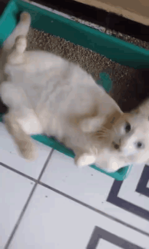 妈,有猫占着茅坑不拉屎