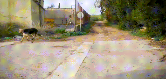 流浪狗跟男子"躲猫猫",一瘸一拐逃了3个月,却在老屋等