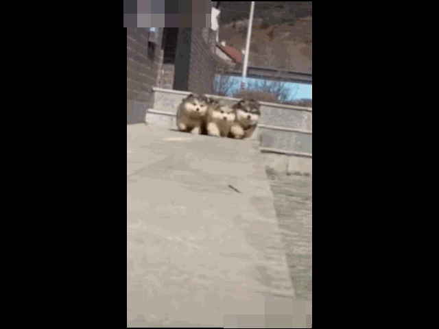 搞笑gif:铲屎官弱弱的说了五个字:我不要面子