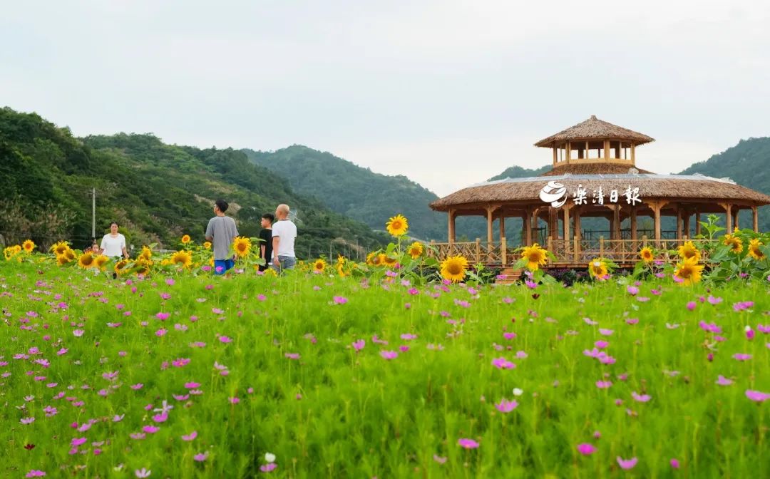 乐清,北塘村,田园综合体,清江镇,栈道