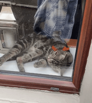 猫咪,小猫,家猫