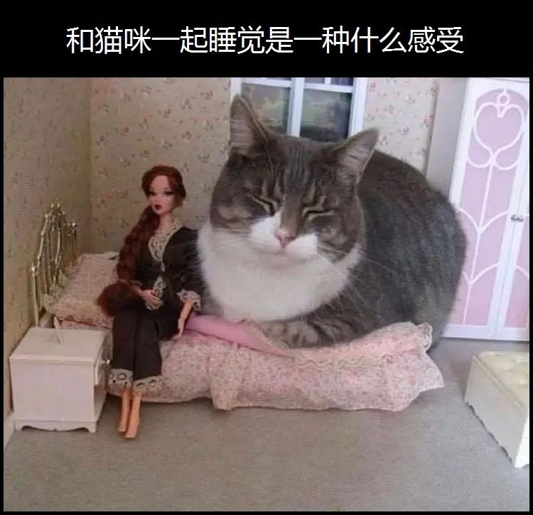 梗图合集:和猫咪一起睡觉是一种什么感受