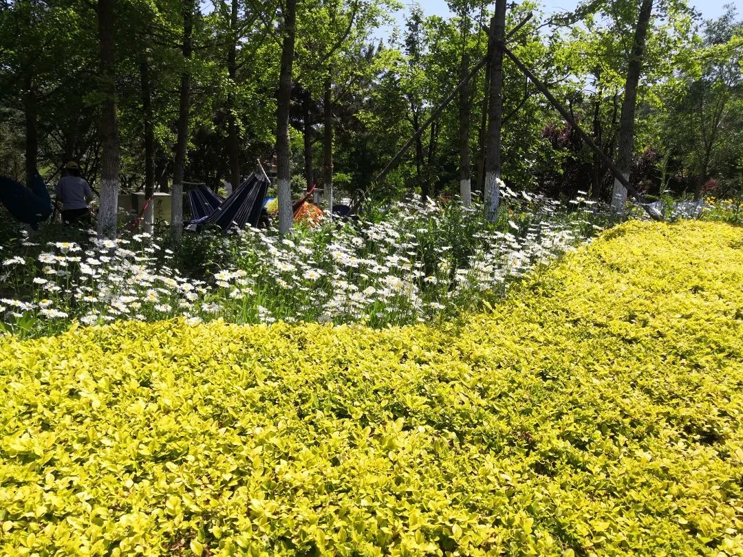 【甘游记】夏日里的棠梨湖公园