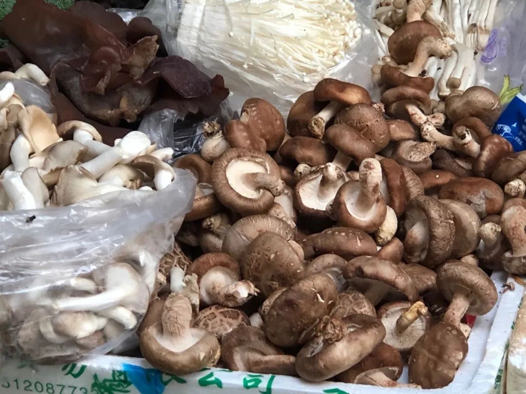 远离毒蘑菇,不然真的"蓝瘦香菇"!