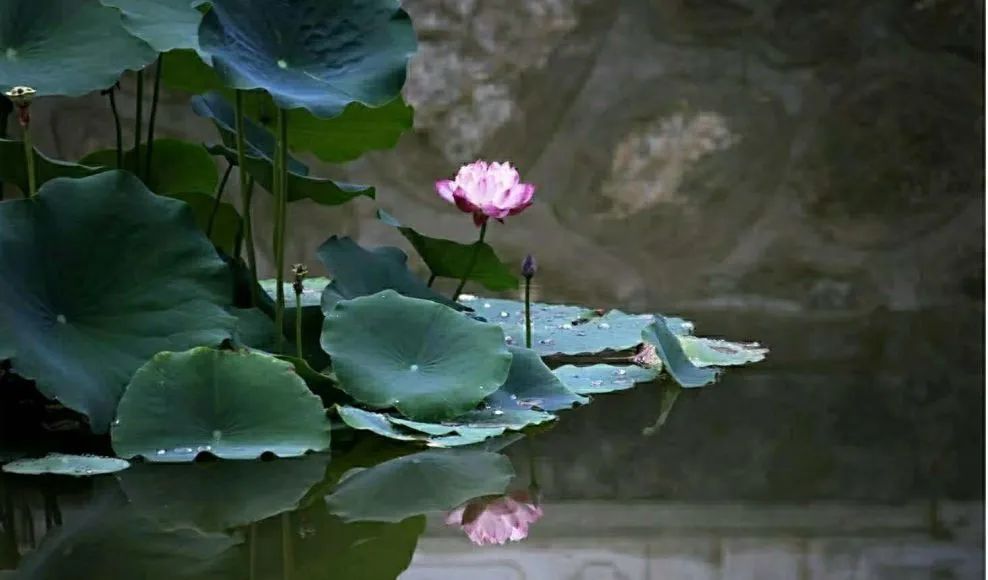 下雨天最适合看它!这样的浪漫送你一整夏要不要?
