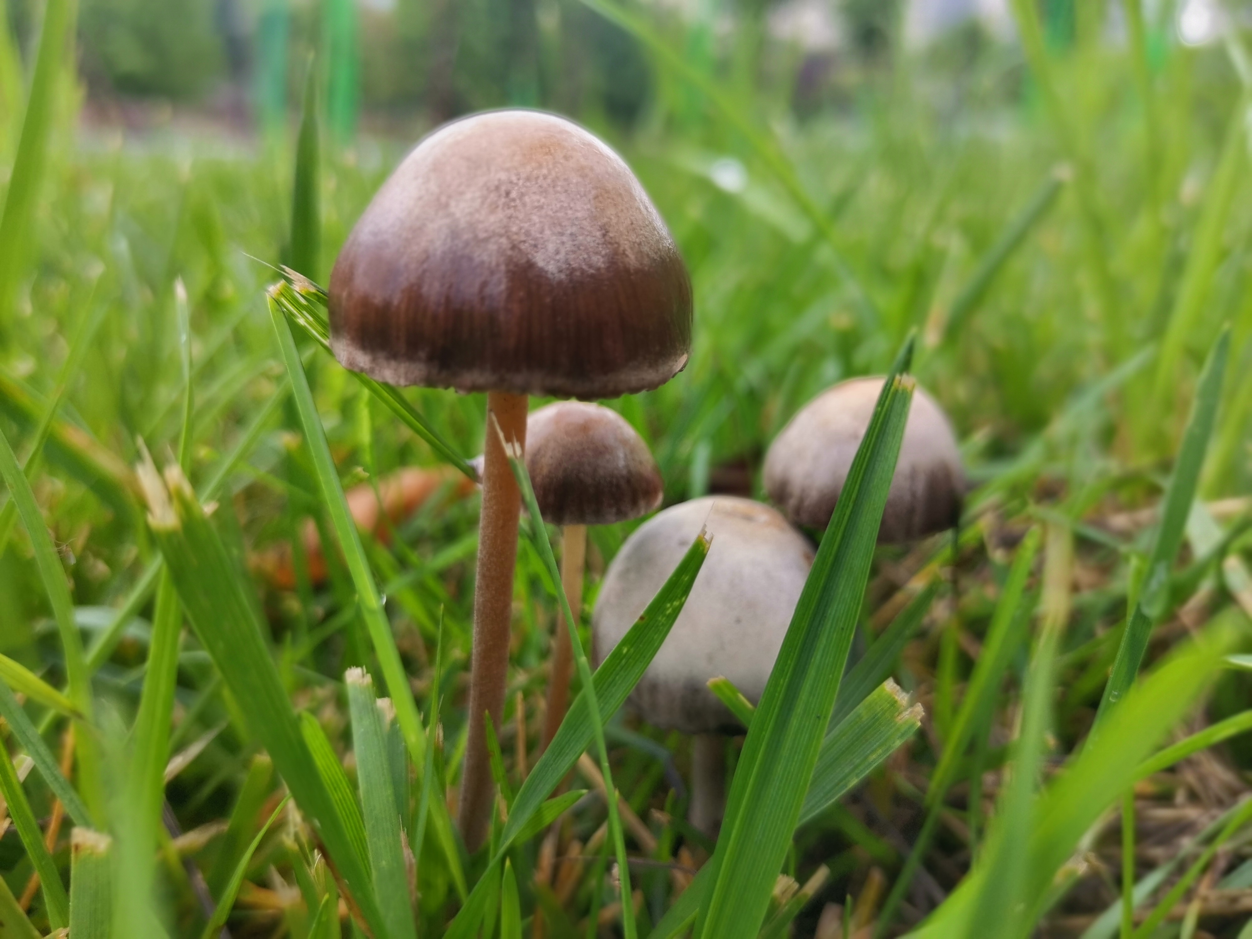 雨后蘑菇长出来了