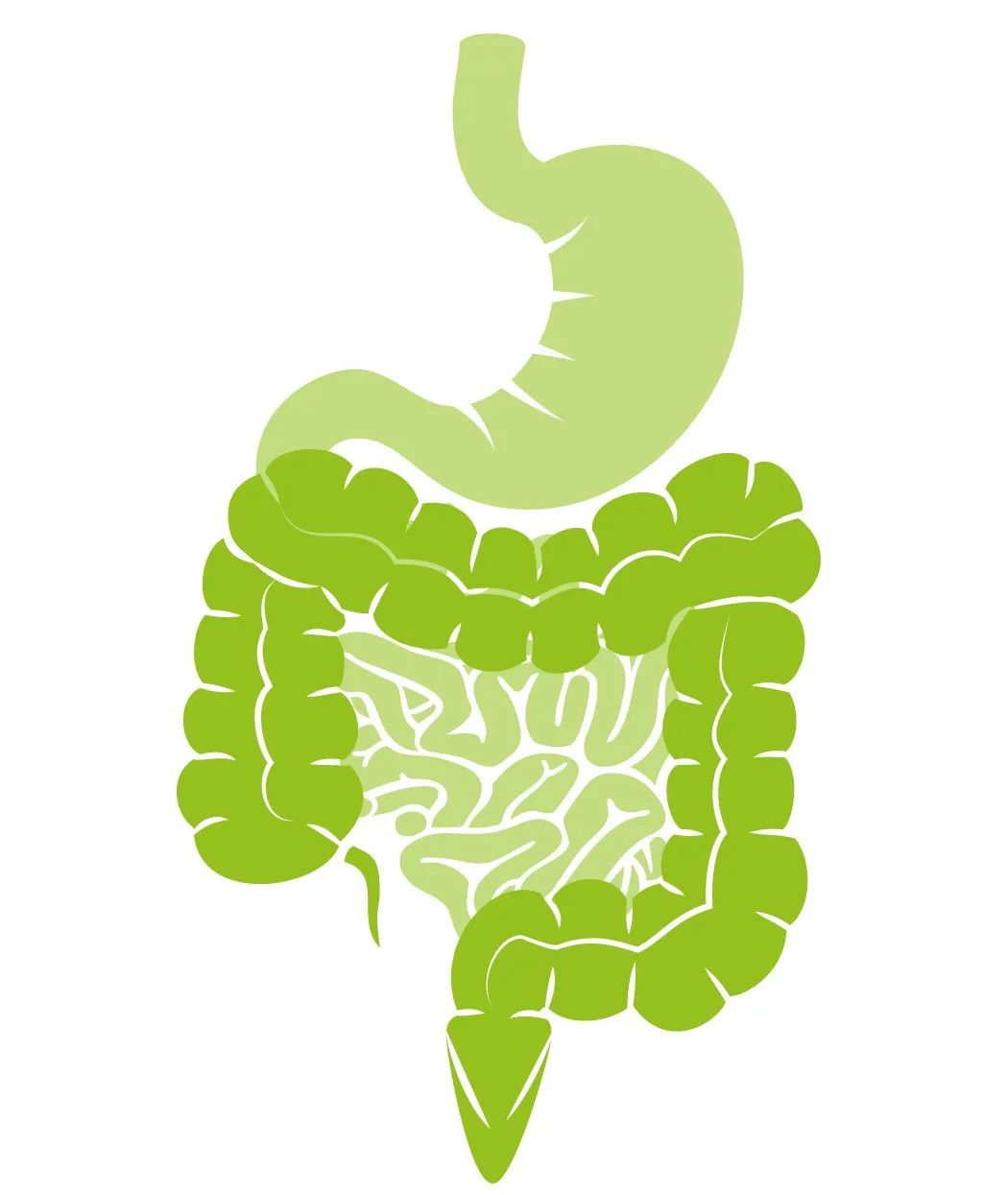 在前面我们说过,肠壁有三个重要的功能:首先,消化食物和吸收营养;第二