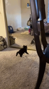 魔镜魔镜告诉我，谁是世界上最漂亮的小猫咪？