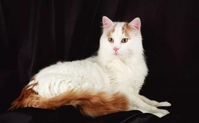 体型巨大的猫,可爱的猫咪,大体型猫咪,寿命长猫,萌宠