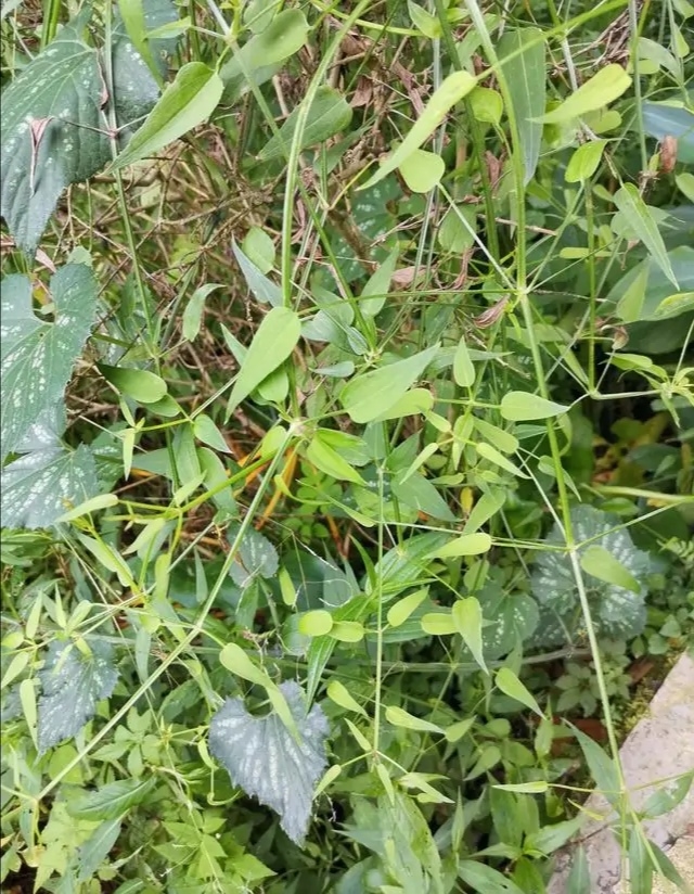 峨眉山野生药材系列——茜草
