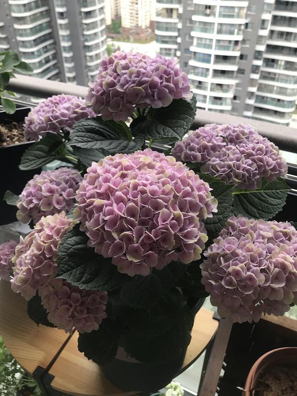 此款绣球花,美不输无尽夏,花色能调,树形矮小直立,很适合盆栽