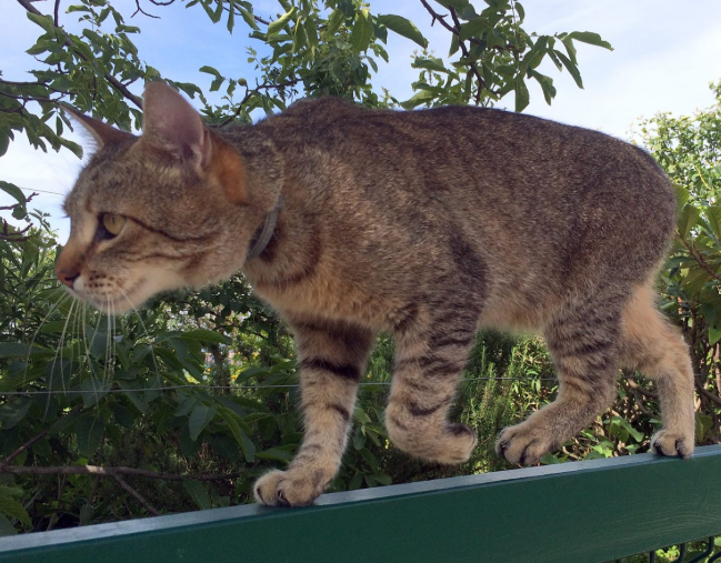 "我的猫喜欢偷邻居家的玩具,家里已经堆成山了,怎么办