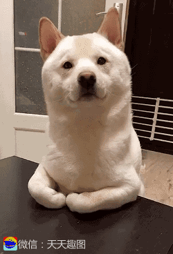 萌宠:就算猫有九条命,感觉也还是不够用!