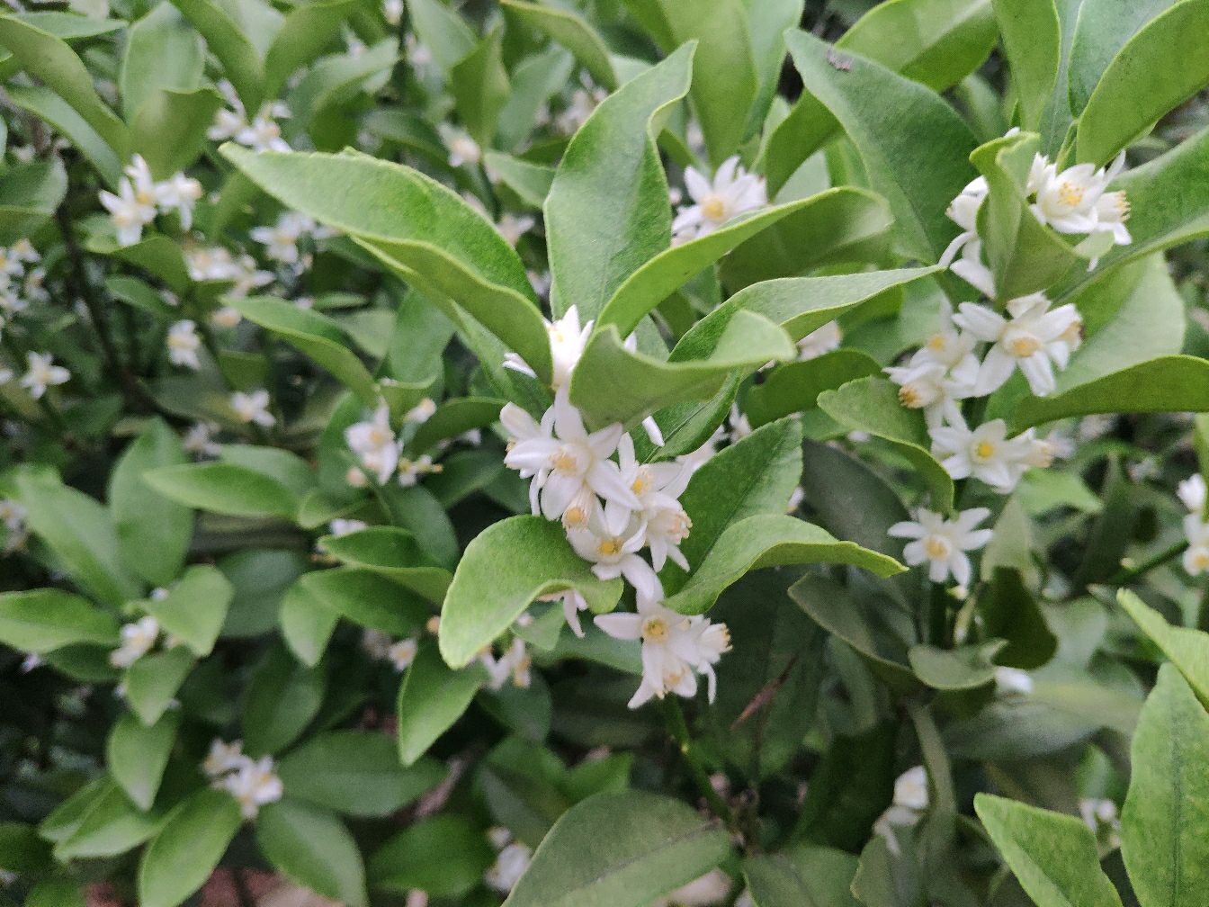 柑橘花飘香:花多,香正好