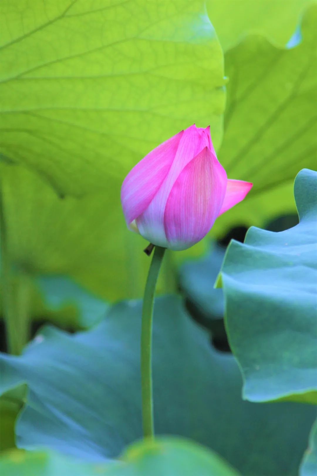 莲花,莲华,光明