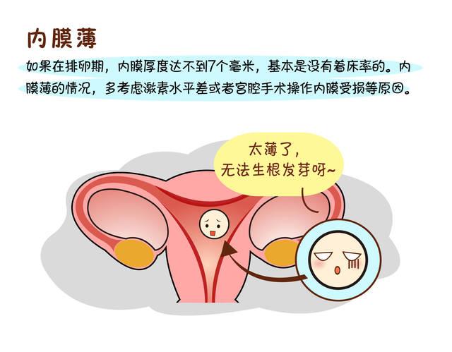 子宫内膜,排卵期,月经周期