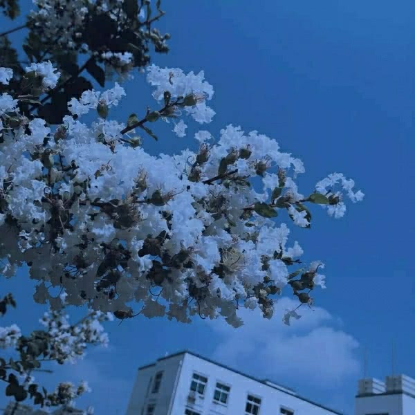 蓝色系背景图 花开两朵