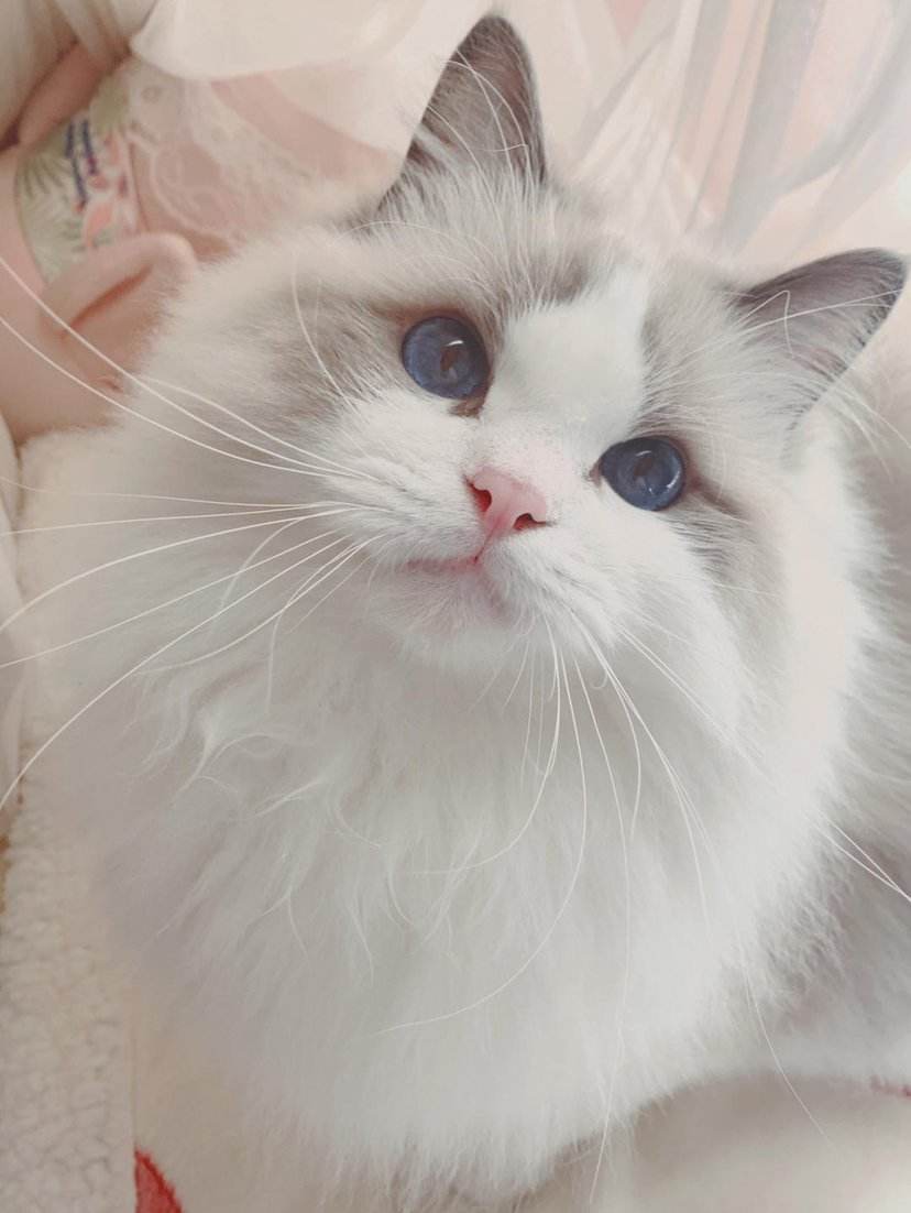 猫咪,铲屎官,布偶猫,狸花猫