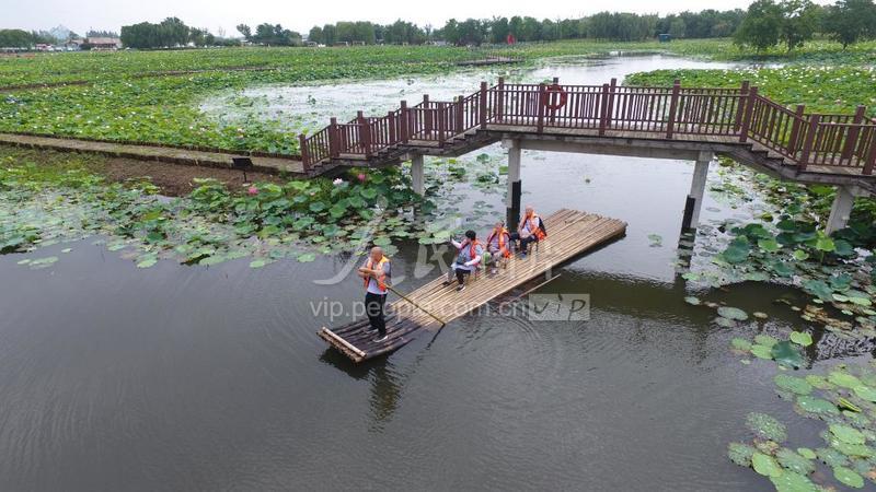 6月19日,游客在江苏省南京市高淳区固城湖水慢城景区赏荷游览.