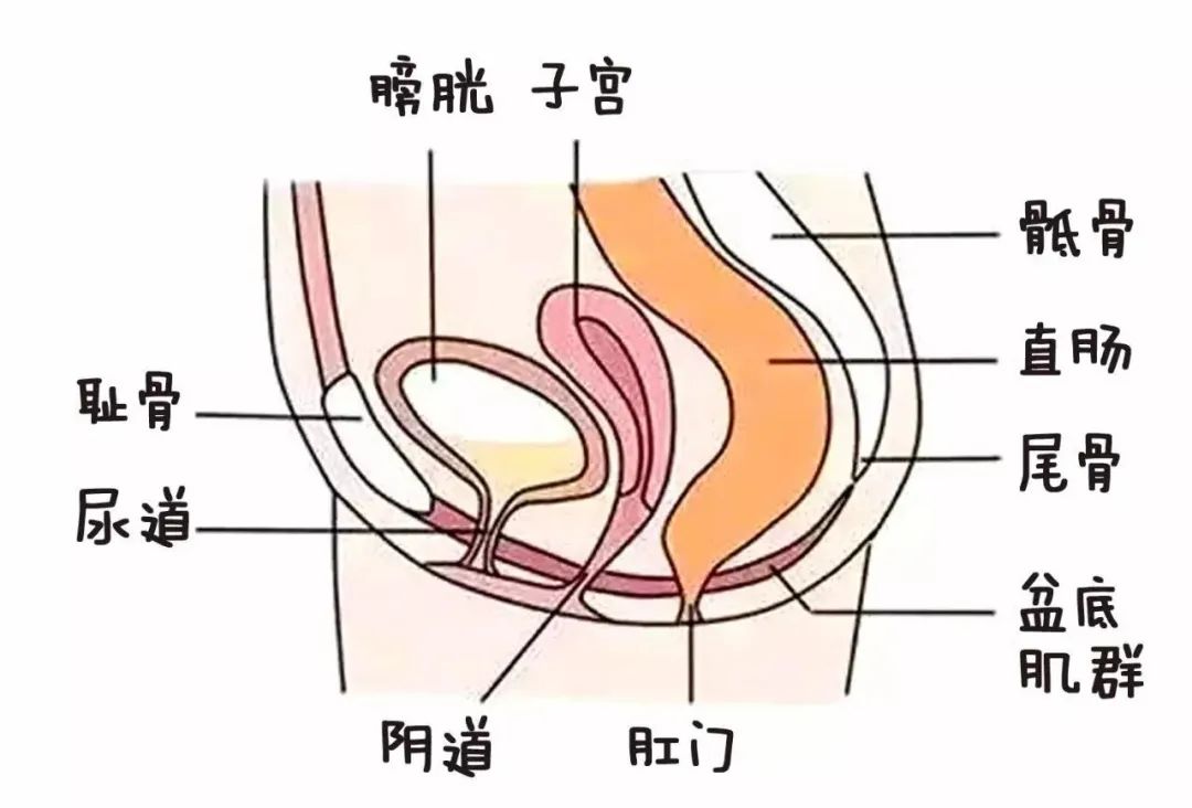 西安大兴医院,尿失禁,尿道,腹腔镜