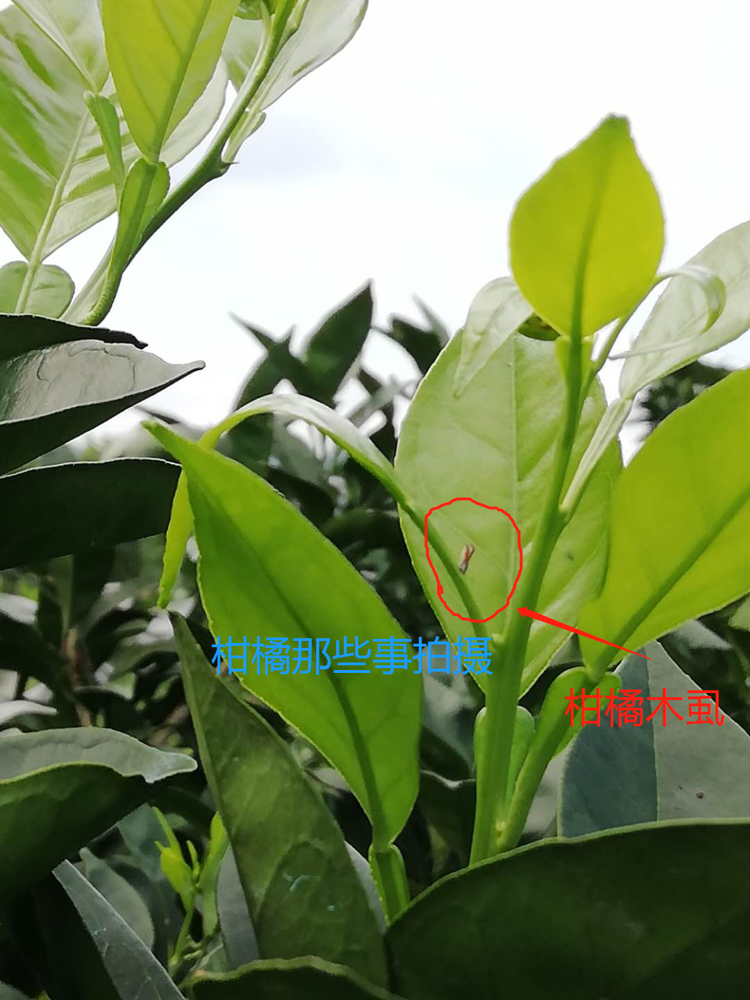 柑橘,赣南脐橙,黄龙病,木虱,抗药性