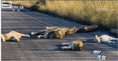 疫情期间,动物们是如何解放天性放飞自我的?