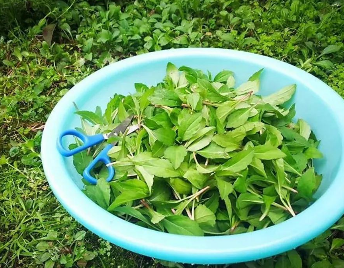 野菜,家常菜,马兰头