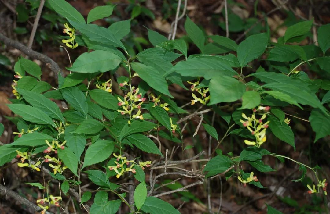 黄花远志(全株)