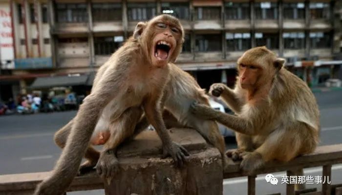 嗜酒成性的印度猴子上街袭击造成1死250伤!如今被判了