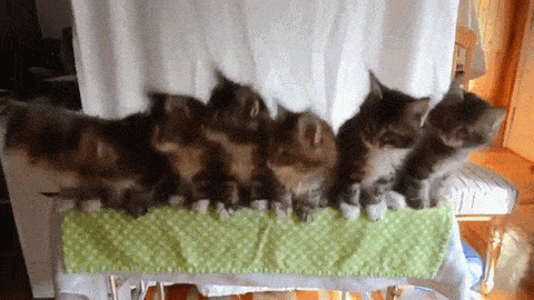 抖音猫咪蹦迪表情包