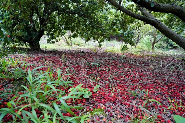 杨梅季节:采摘园空荡荡无人,大量果实直接落地,农民欲哭无泪